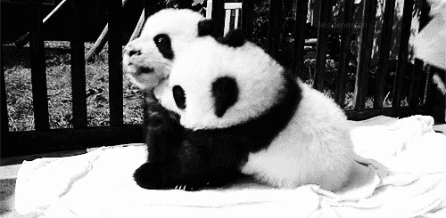 panda bears kissing gif