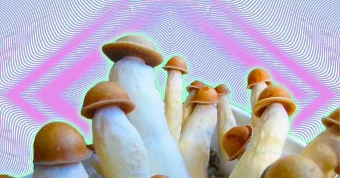 magic mushroom fungi penis