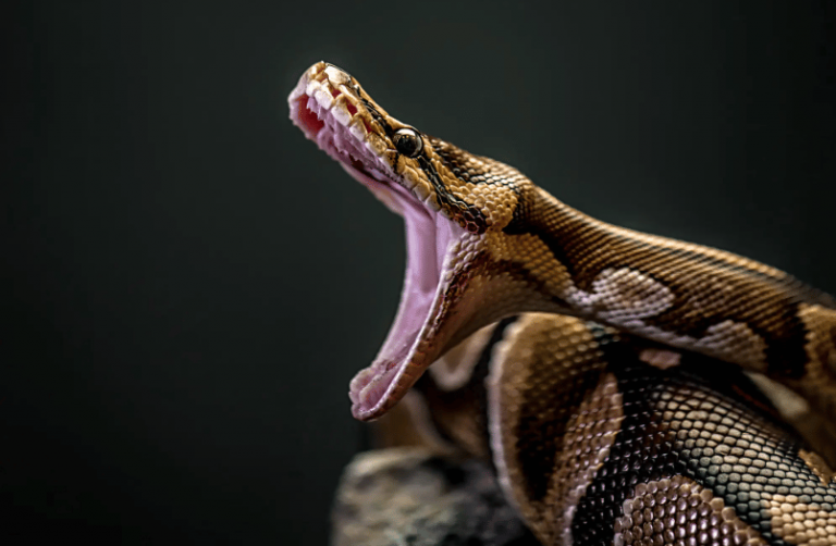 Pythons: I Always Expect the Unexpected – But Maybe Not When It’s THIS Unexpected